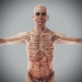 Human Male and Female Complete Anatomy 27