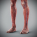 Human Male and Female Complete Anatomy 80