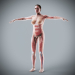 Human Male and Female Complete Anatomy 42