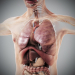 Human Male and Female Complete Anatomy 56