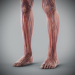 Human Male and Female Complete Anatomy 81