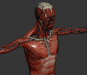 Human Male and Female Complete Anatomy 94