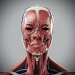 Human Male and Female Complete Anatomy 10