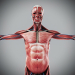 Human Male and Female Complete Anatomy 26