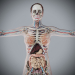 Human Male and Female Complete Anatomy 14