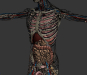 Human Male and Female Complete Anatomy 22