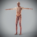 Human Male and Female Complete Anatomy 47