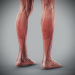 Human Male and Female Complete Anatomy 85