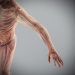 Human Male and Female Complete Anatomy 90