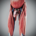 Human Male and Female Complete Anatomy 70
