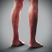 Human Male and Female Complete Anatomy 84