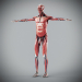 Human Male and Female Complete Anatomy 46