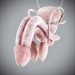 Human Male and Female Complete Anatomy 98