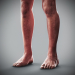 Human Male and Female Complete Anatomy 79