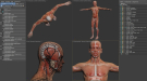 Human Male and Female Complete Anatomy 17
