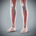 Human Male and Female Complete Anatomy 83