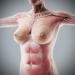 Human Male and Female Complete Anatomy 58