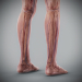 Human Male and Female Complete Anatomy 86