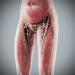 Human Male and Female Complete Anatomy 73