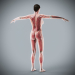 Human Male and Female Complete Anatomy 50