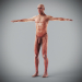 Human Male and Female Complete Anatomy 45