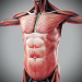Human Male and Female Complete Anatomy 54
