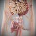Human Male and Female Complete Anatomy 97