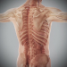 Human Male and Female Complete Anatomy 63