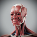 Human Male and Female Complete Anatomy 13