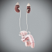 Human Male and Female Complete Anatomy 100