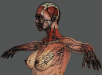 Human Male and Female Complete Anatomy 30