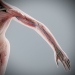 Female_Anatomy_Complete_59