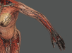 Female_Anatomy_Complete_60