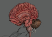 Female_Anatomy_Complete_17
