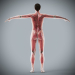 Female_Anatomy_Complete_34