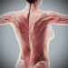 Female_Anatomy_Complete_47
