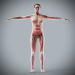 Female_Anatomy_Complete_32