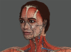 Female_Anatomy_Complete_11