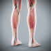 Female_Anatomy_Complete_57