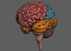 HumanBrain_12