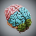 HumanBrain_07