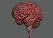 HumanBrain_13