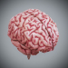 HumanBrain_06