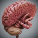 HumanBrain_02