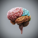 HumanBrain_03
