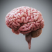HumanBrain_08