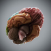 HumanBrain_04