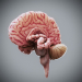 HumanBrain_01
