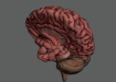 HumanBrain_11