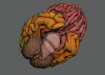 HumanBrain_09
